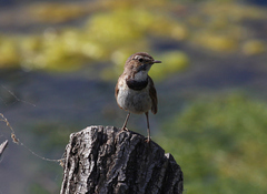 Luscinia svecica