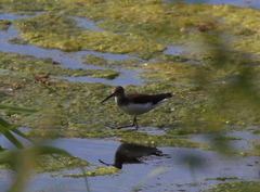 Tringa ochropus