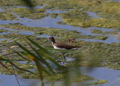 Tringa ochropus