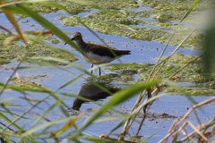 Tringa ochropus