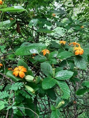 Sphinctanthus aurantiacus