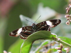 Adelpha ethelda eponina