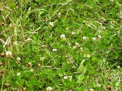 Trifolium repens