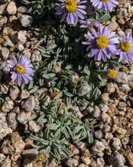 Erigeron pygmaeus