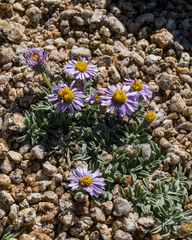 Erigeron pygmaeus