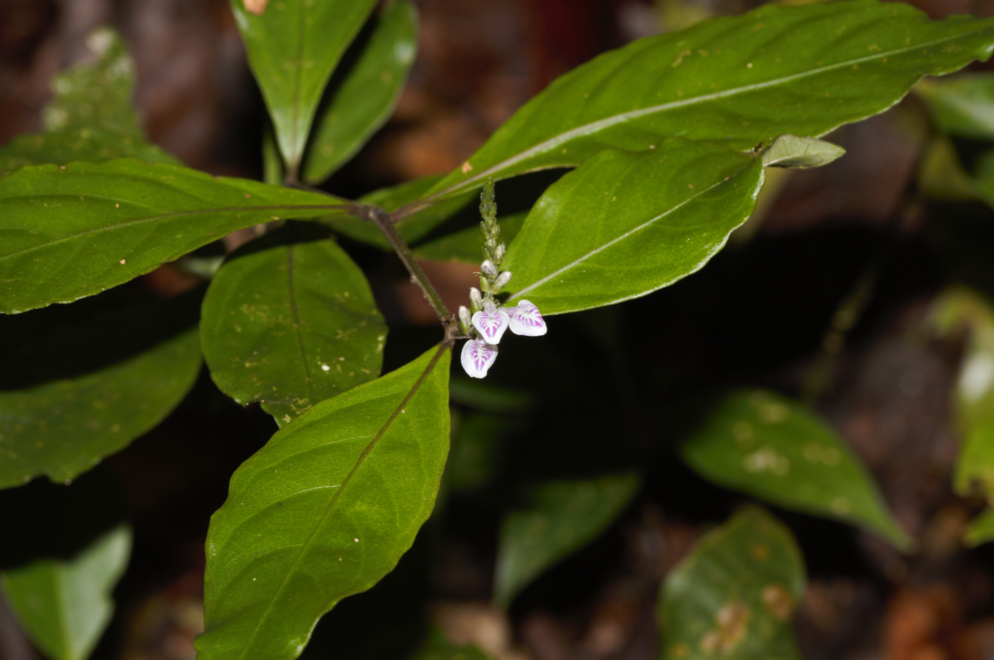 Image of Justicia prevostiae by (c) Guillaume Delaitre, some rights reserved (CC BY)