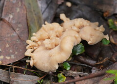 Singerocybe