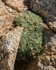 Podistera nevadensis