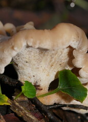 Singerocybe