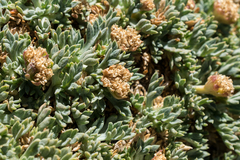 Podistera nevadensis