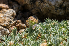 Podistera nevadensis