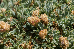 Podistera nevadensis