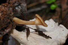 Singerocybe