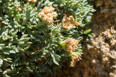 Podistera nevadensis
