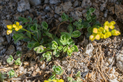 Draba asterophora asterophora