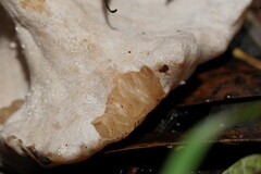 Singerocybe