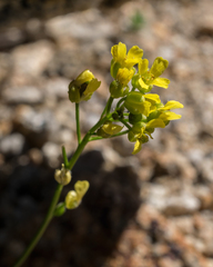 Draba asterophora asterophora