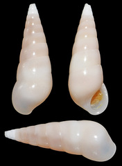Melanella