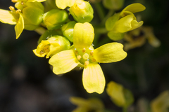 Draba asterophora asterophora