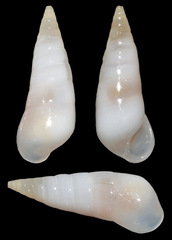 Melanella
