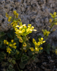 Draba asterophora asterophora