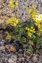 Draba asterophora asterophora