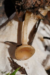 Singerocybe