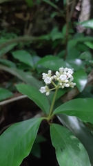 Psychotria horizontalis