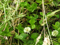 Trifolium repens