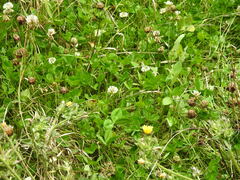 Trifolium repens