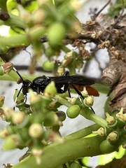 Protichneumon