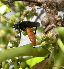 Protichneumon
