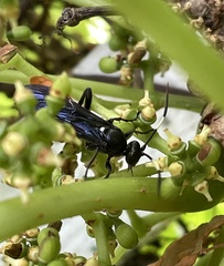 Protichneumon