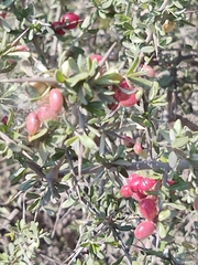 Castela erecta