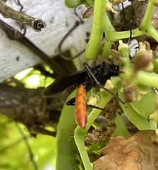Protichneumon