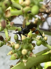 Protichneumon