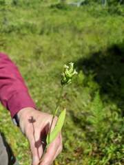 Platanthera clavellata image