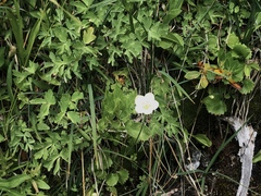 Parnassia palustris