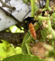 Protichneumon