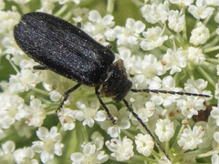 Polemius laticornis