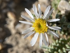 Erigeron eatonii