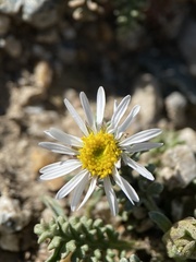 Erigeron eatonii