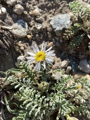 Erigeron eatonii