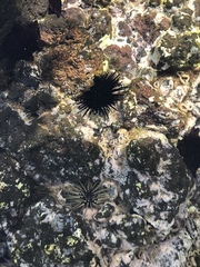 Echinometra oblonga