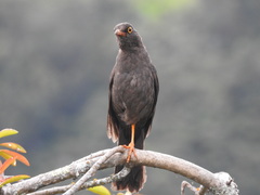 Turdus fuscater