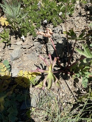 Delphinium glareosum