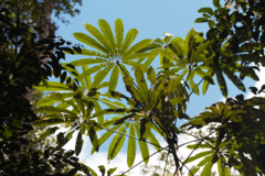 Cecropia sciadophylla