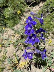 Delphinium glareosum