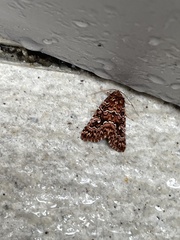 Callopistria granitosa