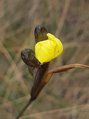Sisyrinchium jamesonii